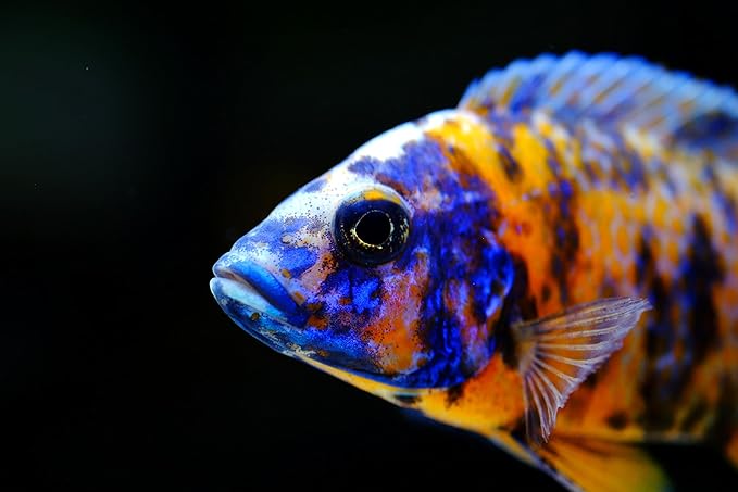 S&C AQUATICS MINI Beefheart & Soft BIT Mix,Beef Heart,Discus Food,Angel Fish Food,Cichlids (8oz - 1/2 lb.) - A8