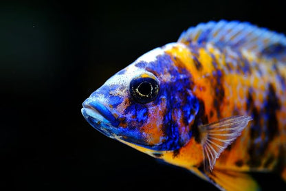 S&C AQUATICS MINI Beefheart & Soft BIT Mix,Beef Heart,Discus Food,Angel Fish Food,Cichlids (8oz - 1/2 lb.) - A8