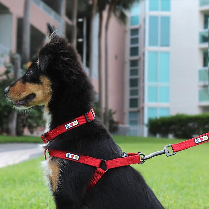 Solid Dog Leash - 6 Ft