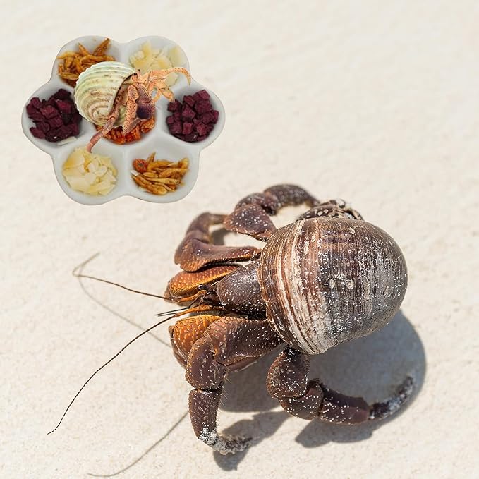 3.5" Hermit Crab Ceramic Food Dish,7 Compartments Ceramic Anti-turning Food & Water Bowl for Hermit Crab Tarantula Snail