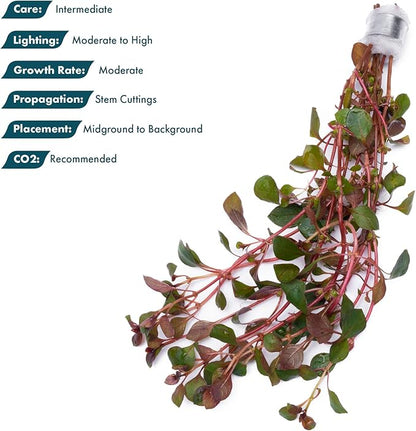 SubstrateSource Live Aquarium Red Stem Plants - Freshwater Aquatic Plant for Fish Tanks, Aquascaping - (Lemon Bacopa Caroliniana, 4 Bunches)