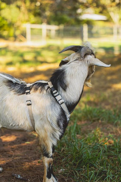 Asatre Adjustable Lined Hemp Goat Harness, Sheep, Livestock Halter, Durable Multi-Clasp Harness, Eco-Friendly Livestock Gear, Comfortable Farm Pet Accessory (Medium)