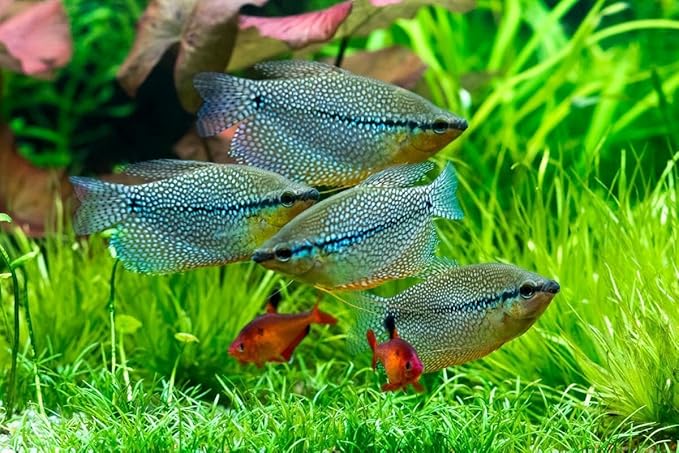 Aquatic Foods Inc. Live Bearer Ultra Red Color Enhancing 1.5mm-2mm Floating Pellets. Color Enhancing in 10-Days for Swordtails, Platies, All Live Bearers…1-lb Bag