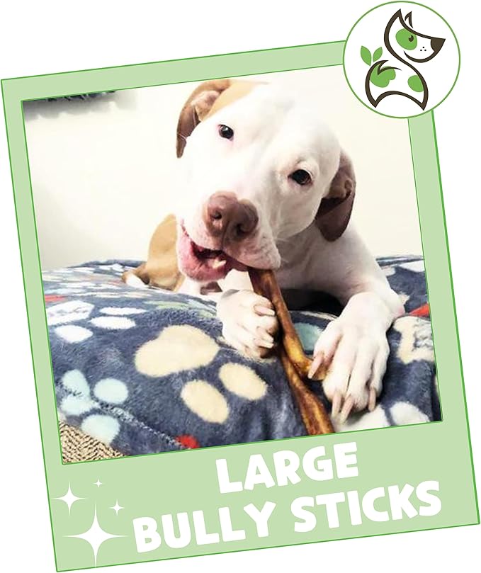 Nature Gnaws Large Bully Sticks for Dogs 5-6" (10 Count) - Thick Long Lasting for Aggressive Chewers and Large Dogs - Natural Beef Dog Chew Bones