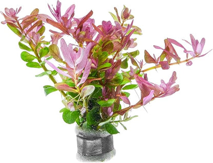 SubstrateSource Live Plant - Rotala Fujian - Moderate Care, High Light, Orange-Pink Accent, Freshwater Aquatic Plant for Aquascaping - Lead Bunch
