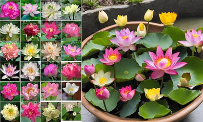 10 Sacred Lotus Seeds for Planting in Water Mixed Flower Color Pink Red White Yellow Multicolor Aquatic Nelumbo nucifera Bonsai Bowl Lotus Seed Ponds Water Feature Gardens Water Lily (10, Lotus Seed)