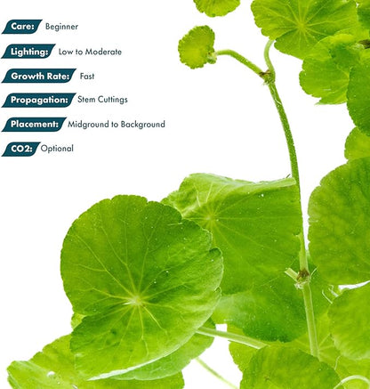 SubstrateSource Live Plants – Brazilian Pennywort (Hydrocotyle leucocephala) – Low to Medium Light, Bright Green Accent, Midground to Background Aquarium Placement, Stem Growth – Pot, 1 Pack