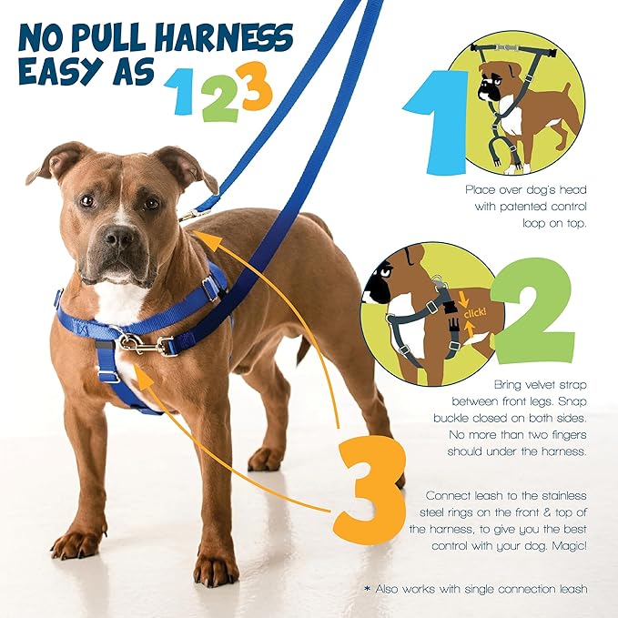 2 Hounds Design Freedom No Pull Dog Harness, Adjustable Harness and Leash Set, Easy Walking & Comfortable Control, Fits Small, Medium & Large Dogs, Solid Colors, Made in USA, 1" LG, Turquoise