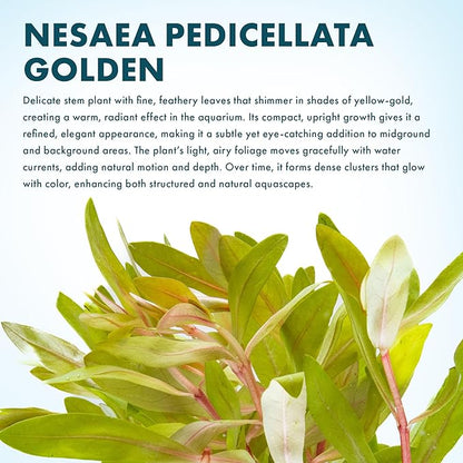 SubstrateSource Live Aquarium Stem Plants - Freshwater Aquatic Plant for Fish Tanks, Aquascaping - (Nesaea Pedicellata Golden, 1 Bunch)