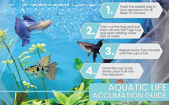 D&A Tropical Live Fish Blue Grass Ribbons Guppy Live Fish for Aquariums, Freshwater (1 Breeding Pair, 1 Male, 1 Female)
