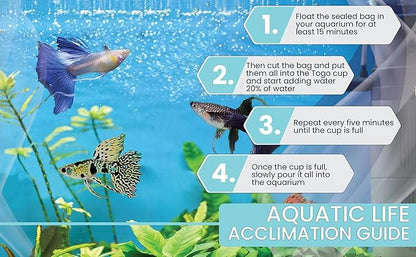 D&A Tropical Live Fish Blue Grass Ribbons Guppy Live Fish for Aquariums, Freshwater (1 Breeding Pair, 1 Male, 1 Female)