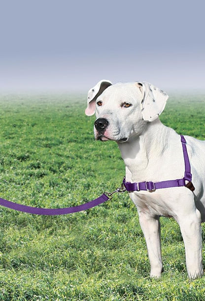 PetSafe Easy Walk Harness, No Pull Dog Harness, Deep Purple, Medium | Patented Martingale Loop Gives Gradual Shoulder Pressure to Stop Pulling, Front-Chest Leash Clip Prevents Gagging