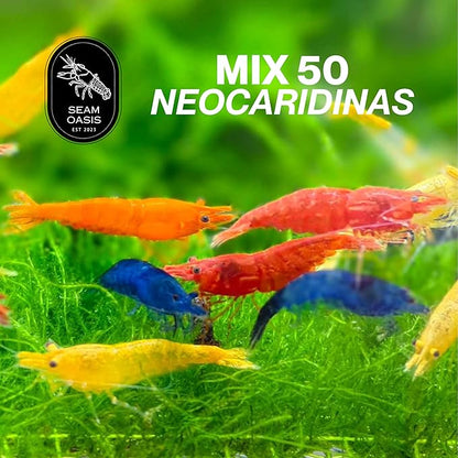 Mix Neocaridina Shrimps for Live Shrimp Freshwater Aquarium - Live Shrimp Arrival Guarantee (Pack of 40, Mixed)