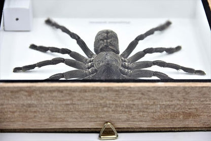 Real Giant Tarantula EURYPEIMA SPINCRUS Spider Taxidermy Boxed Display
