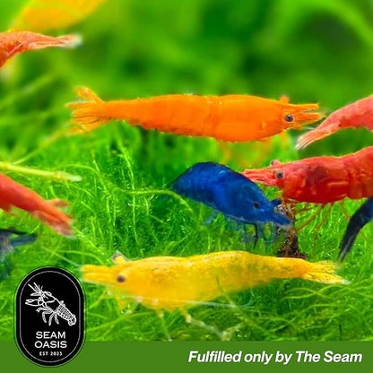 100 + Mixed Color Neocaridina Live Freshwater Aquarium Shrimps for Aquarium Beeding Age Young Adults 1/2-1 inch Long. Live Arrival Guarantee.
