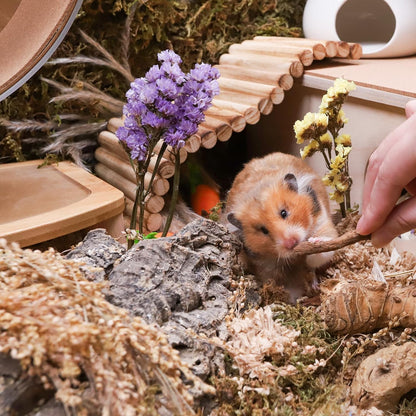 Niteangel Hamster Snack & Treats Toy - Small Animal Natural Treat for Dwarf Syrian Robo Hamsters Gerbils Mice Lemmings Degus or Other Small-Sized Pets