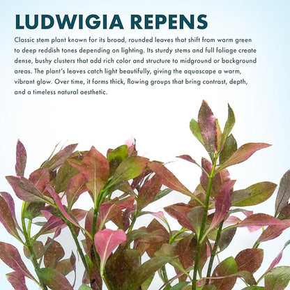 SubstrateSource Live Aquarium Stem Plants - Freshwater Aquatic Plant for Fish Tanks, Aquascaping - (Ludwigia Repens, 1 Bunch)