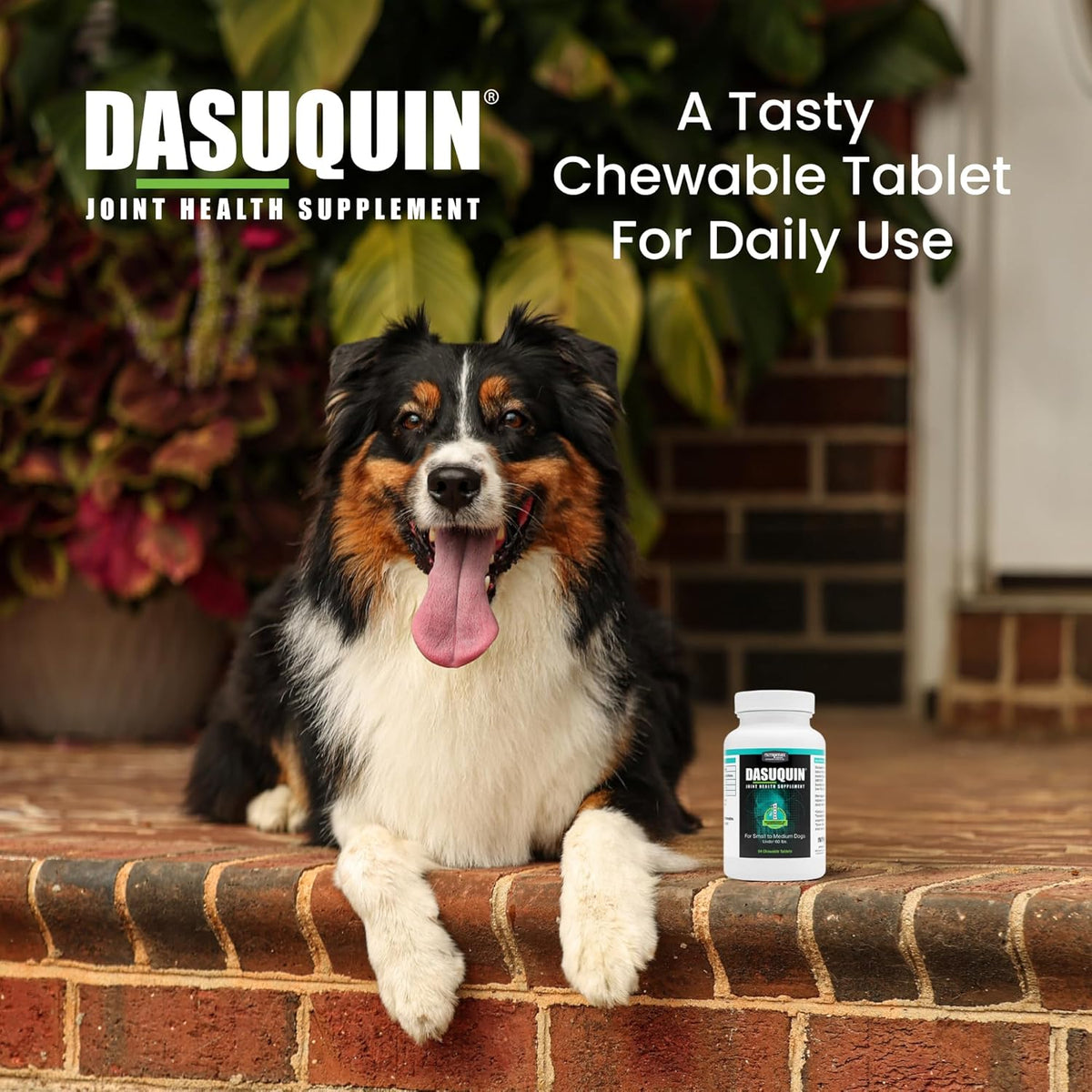 Nutramax Dasuquin for Small to Medium Dogs, Joint Health Supplement, Contains Glucosamine for Dogs, Plus Chondroitin, ASU and More, Supports Healthy Joints, Soft Chews, 84 Count
