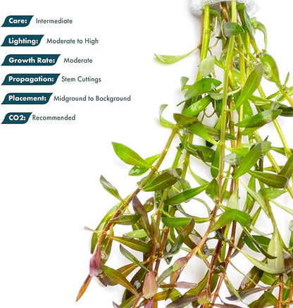 SubstrateSource Live Aquarium Stem Plants - Freshwater Aquatic Plant for Fish Tanks, Aquascaping - (Needle Leaf Ludwigia Arcuata, 1 Bunch)