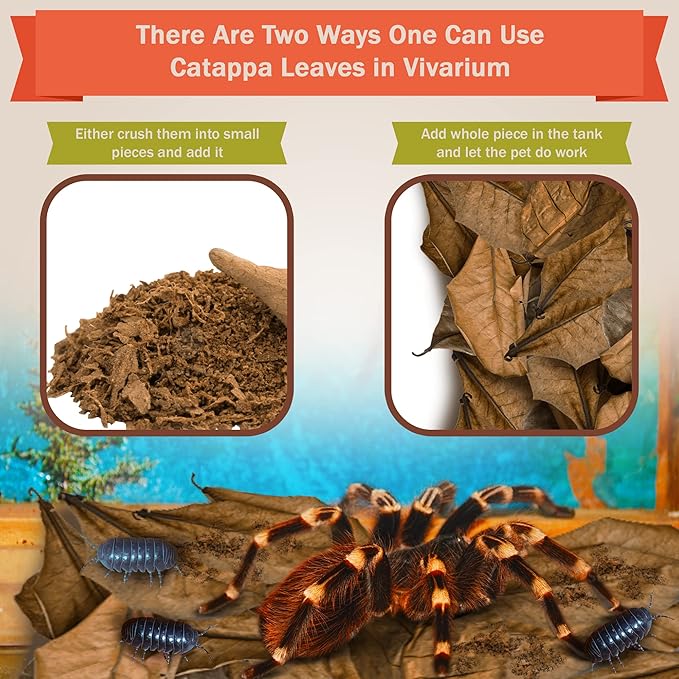SunGrow 50 Pack Leaf Litter for Spider, Cricket & Isopod, Mini Catappa Dried Indian Almond Leaves, for Vivarium, Terrarium & Aquarium (Mini Leaves (2", 50-Pack))