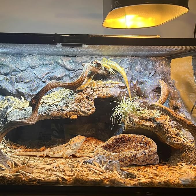 Water Dish for Amphibians，Reptile Food and Water Rock Bowls，Terrarium Decor for Reptiles and Other Little Critters，Terrarium Bowls Small Size