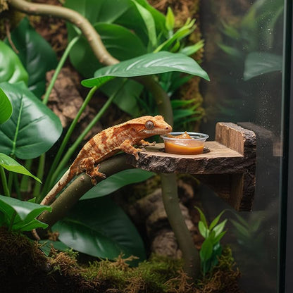 TOPZEA 500 Pack Gecko Food and Water Cups, 0.5 oz Small Plastic Gecko Feeding Dish Reptile Feeder Water Bowls for Lizard Crested Gecko Tarantula and Small Pets, Reptile Accessories