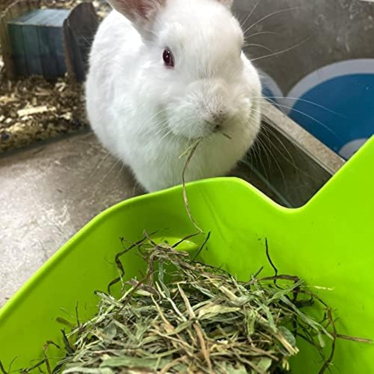 Blue Mountain Hay | Fresh Orchard Grass Hay (24 Ounce) | High Fiber, Soft & Leafy | High-Altitude Hay Pet Food for Rabbits, Guinea Pigs, Chinchillas, Hamsters, and Other Small Pets
