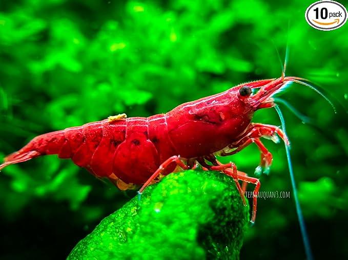 ShrimpRack™ 10 Live Neocaridina Freshwater Shrimps for Your Aquariums. Fully Mature Breeding Age. Live Arrival Guarantee. Pick Your Colors (Fire Red)