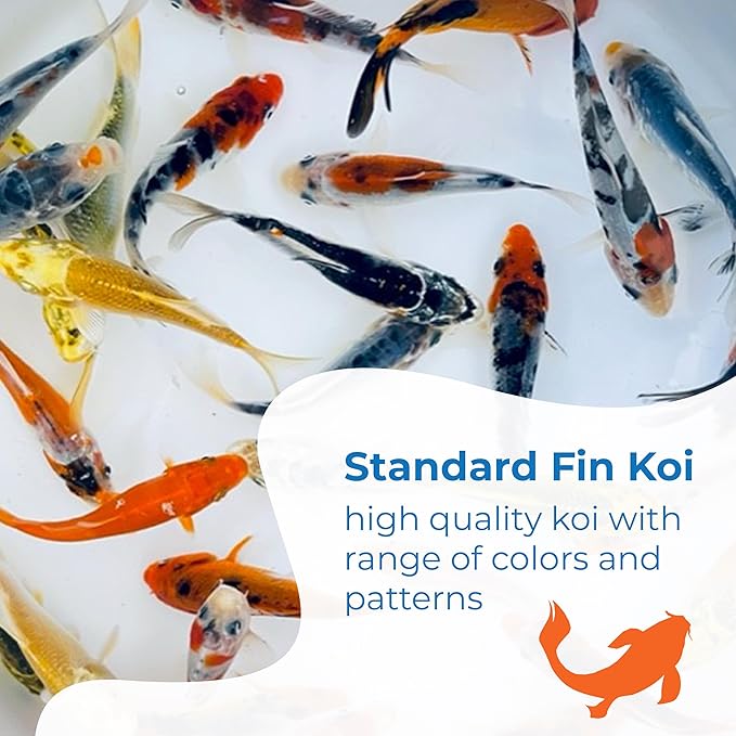 Toledo Goldfish Standard Fin Koi, Variety of Colors and Patterns - Beautiful Live Fish Perfect for Ponds, Tanks, and Aquariums - 3-4 Inches, 100 Count