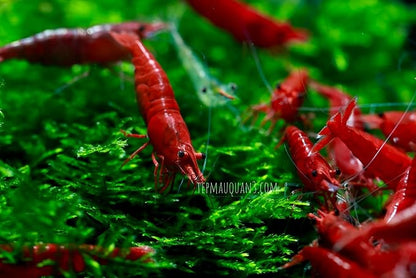 ShrimpRack™ 10 Live Neocaridina Freshwater Shrimps for Your Aquariums. Fully Mature Breeding Age. Live Arrival Guarantee. Pick Your Colors (Fire Red)