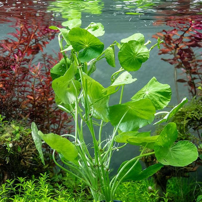 SubstrateSource Live Plants – Brazilian Pennywort (Hydrocotyle leucocephala) – Low to Medium Light, Bright Green Accent, Midground to Background Aquarium Placement, Stem Growth – Pot, 1 Pack