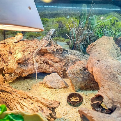 Bearded Dragon Food Bowl Small Reptile Water Dish, 2 Pack Reptile Bowl Feeding Large Food Bowls Water Dish for Hermit Crab Leopard Gecko Frog Tortoise Bearded Dragon Lizardtank Feeding(3 * 3 * 1in)