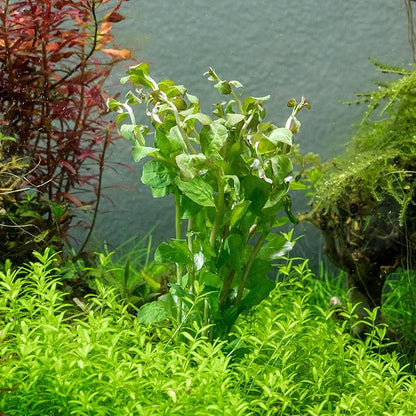 SubstrateSource Live Aquarium Stem Plants - Freshwater Aquatic Plant for Fish Tanks, Aquascaping - (Ludwigia Senegalensis, 1 Bunch)
