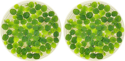 Water Spangle, Salvinia Minima, Live Aquarium/Aquatic/Freshwater/Floating/Pond Plant/Planted Tank/Aquascaping/Paludarium by Aquarium Plant Center (24 Plants, 120+ Leaves)