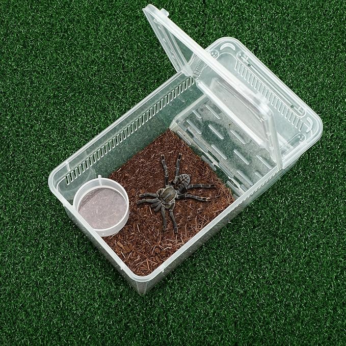 Irenare 8 Pcs Reptile Breeding Box Plastic Spider Terrarium Tarantula Feeding Box for Bearded Dragon Lizard Spider Gecko Scorpion (Vent Strips,Clear,8.6 x 5.1 x 3.1 Inch)