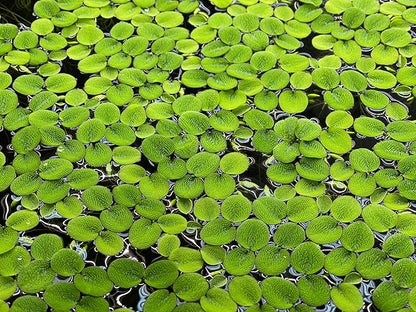 Water Spangle, Salvinia Minima, Live Aquarium/Aquatic/Freshwater/Floating/Pond Plant/Planted Tank/Aquascaping/Paludarium by Aquarium Plant Center (24 Plants, 120+ Leaves)