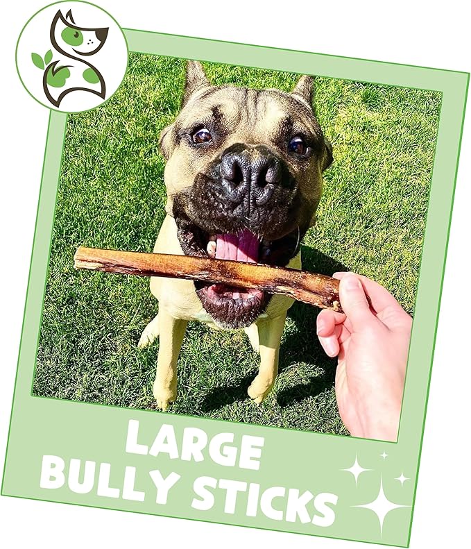 Nature Gnaws Large Bully Sticks for Dogs 5-6" (10 Count) - Thick Long Lasting for Aggressive Chewers and Large Dogs - Natural Beef Dog Chew Bones