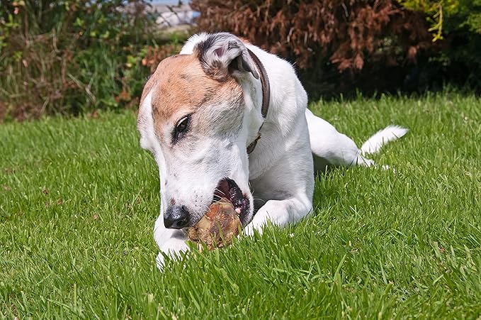 123 Treats - Knee Cap Beef Bones 100% Natural Dog Bones, Made from Premium USA Grass Fed Beef, Pack of 10